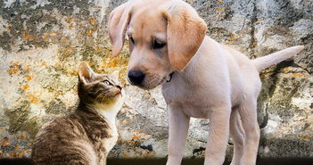 天啦撸！为了养宠，日本人每年要花费“巨额”！钱包在哭泣