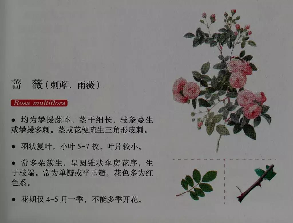 玫瑰和月季和蔷薇的区别图解,月季玫瑰蔷薇芍药牡丹的区别