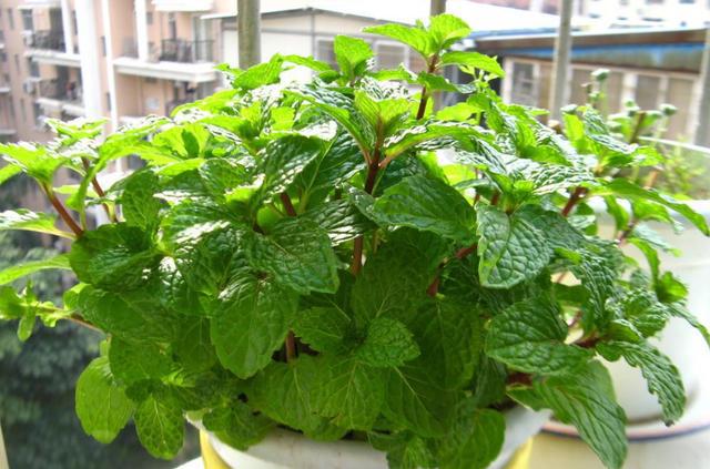 哪些花比较好养又不容易生虫,什么花不爱生虫生病好养