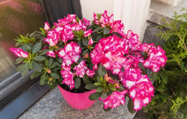 家庭养花，必备3种肥，简单无异味，水水灵灵开满花