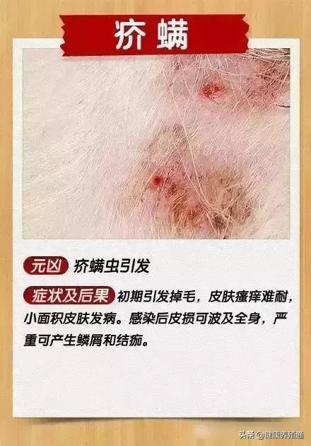 治疗犬皮肤病的土办法,宠物犬疾病的预防与治疗论文