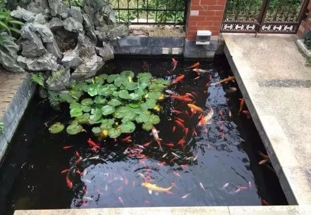 庭院锦鲤鱼池过滤改造,小院锦鲤鱼池建造过程