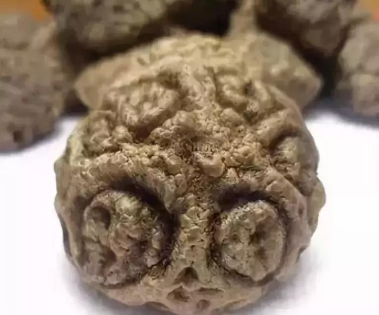 最全的菩提子图解太美了,最好的菩提子