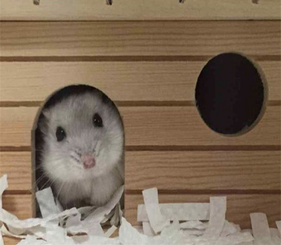 可伶仓鼠不慎骨折,不想事后诸葛亮,这四个预防措施很管用!