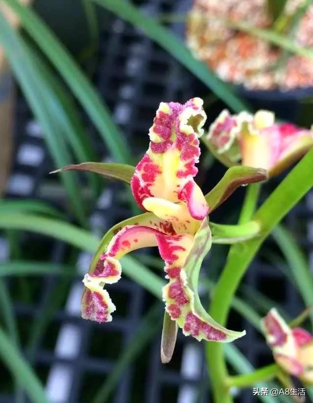 蒙山之春此花浓妆艳抹,彩块鲜红,是养兰人争相收藏的精品