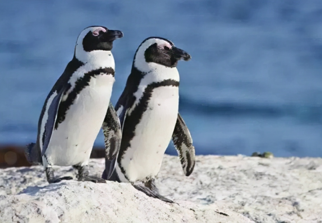 非洲也有企鹅?专家称非洲企鹅叫声像驴,将在14年后功能性灭绝