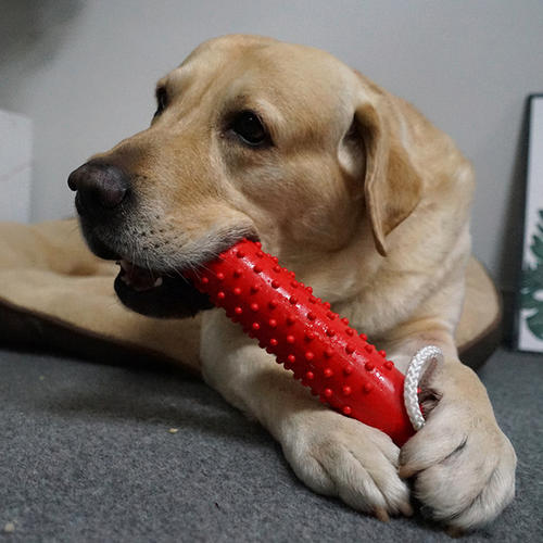 狗狗最喜欢的十大玩具推荐,狗狗最爱的玩具博美