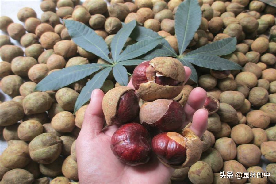 七叶树为什么是佛门树,七叶树也叫菩提树