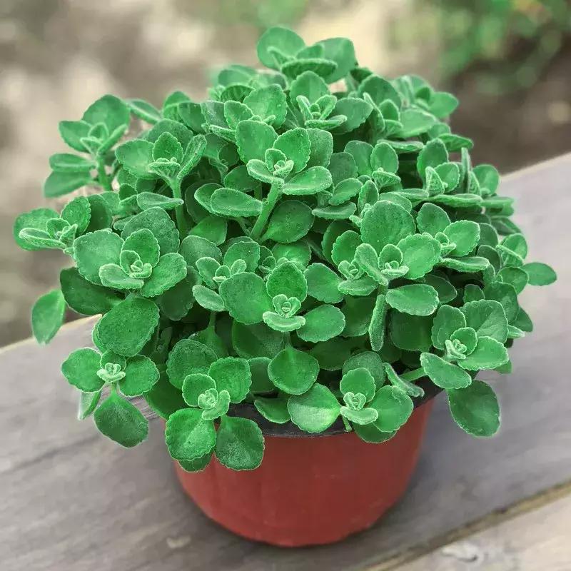 适合室内养的50种植物驱蚊,适合家里养的驱蚊的植物