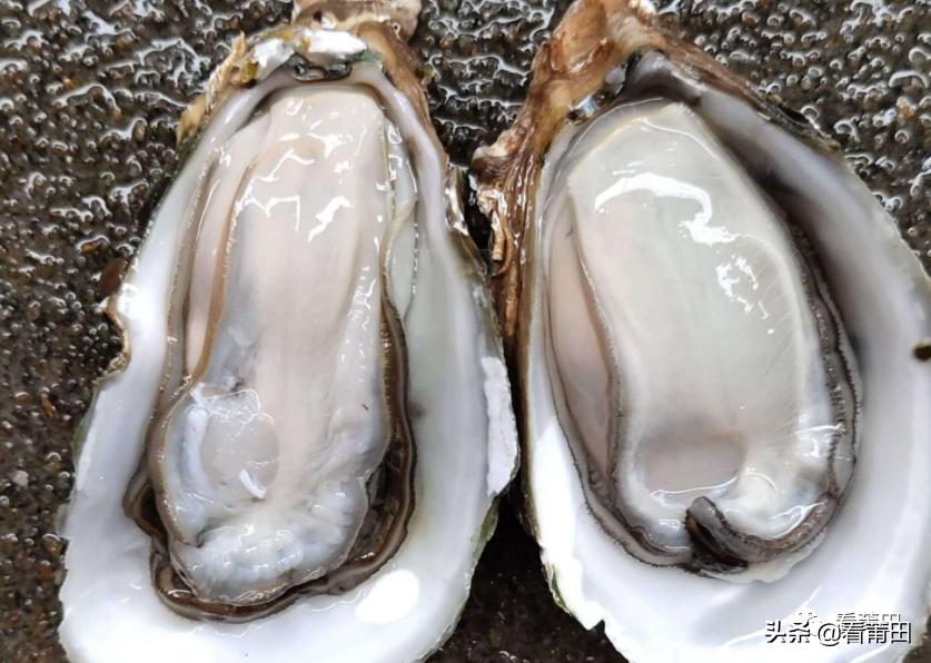 生蚝美味可别忽略背后的风险,三种生蚝不能随便吃
