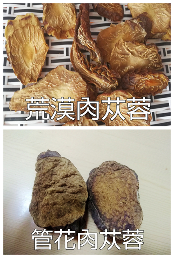 肉苁蓉沙漠植物,沙漠里有没有和肉苁蓉相似的东西