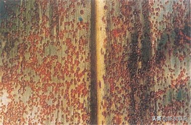 酿酒高粱高产种植技术,高粱增产增收方案