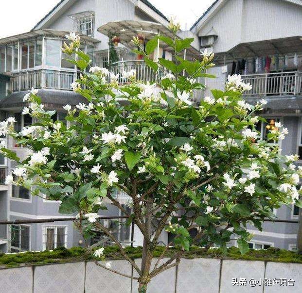 茉莉花盆栽浸盆浇花的正确方法,盆栽茉莉怎样浇水施肥