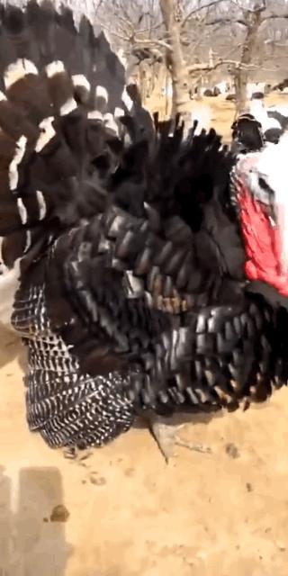 冰雪奇缘的美丽瞬间,冰雪奇缘照进现实