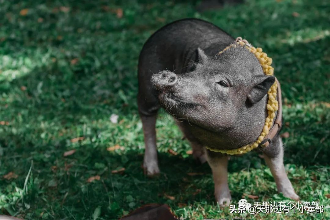 一只特立独行的猪风格,一只特立独行的猪第三季