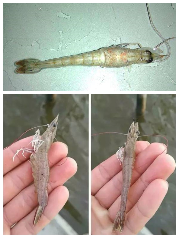 对虾感染孢子虫用什么药治疗好,对虾感染孢子虫麻点多吗