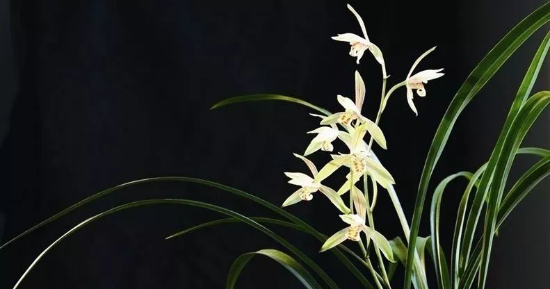 如何快速鉴别兰花的真假,新手如何分辨兰花的真假