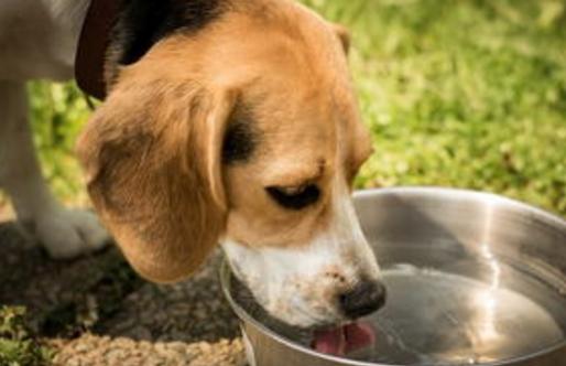 给狗狗喝水的注意事项,狗狗喝水都护食怎么办