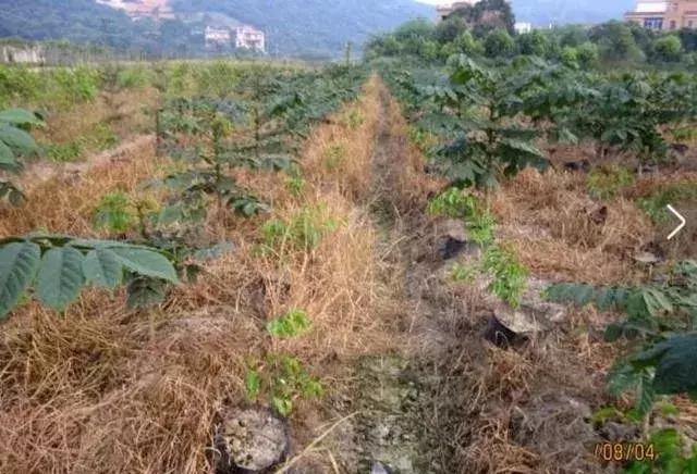 草铵膦加尿素除草效果,草铵膦专治各种杂草