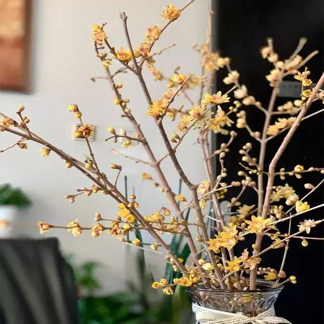 过年家里摆什么植物好,家里过年要摆几样水果