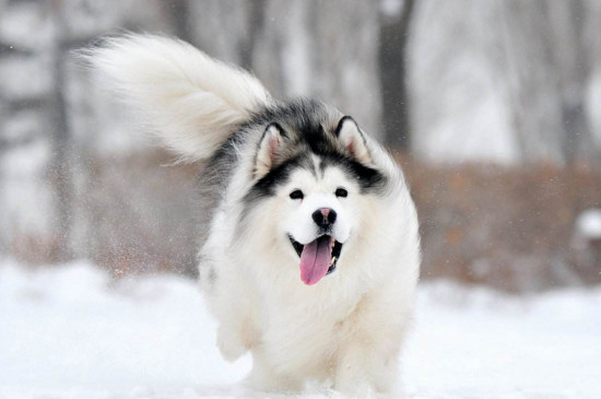 阿拉斯加犬好养吗缺点有哪些,阿拉斯加犬好不好养要怎么养