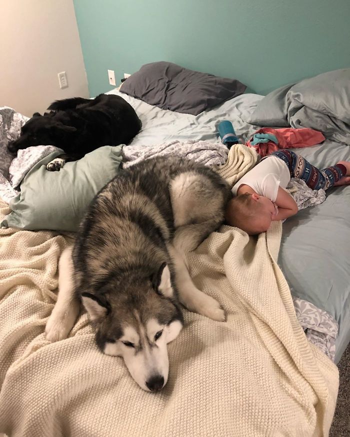 才不过十分钟你的毛孩子已经代替你躺好天啊！这些绿茶动物