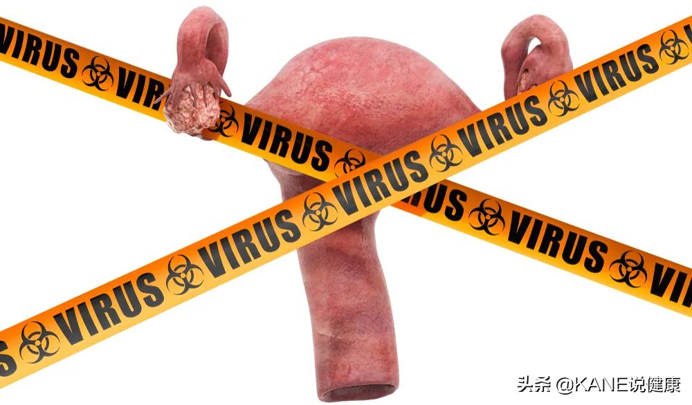 hpv高危1618阳性得宫颈癌的几率,免疫系统消灭hpv