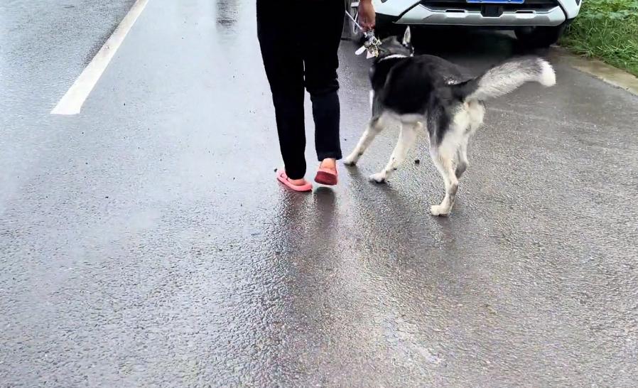 在菜市场花十块钱买的哈士奇,河南人卖哈士奇