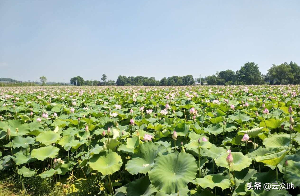 莲蓬出现空壳怎么处理,莲蓬为什么瘪子越来越多