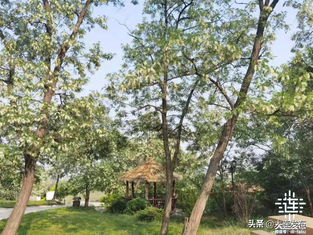 一个极美的露营地,槐之乡露营地