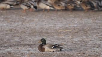 游隼为什么能飞那么快?绝招破解气流分离难题,加速无极限