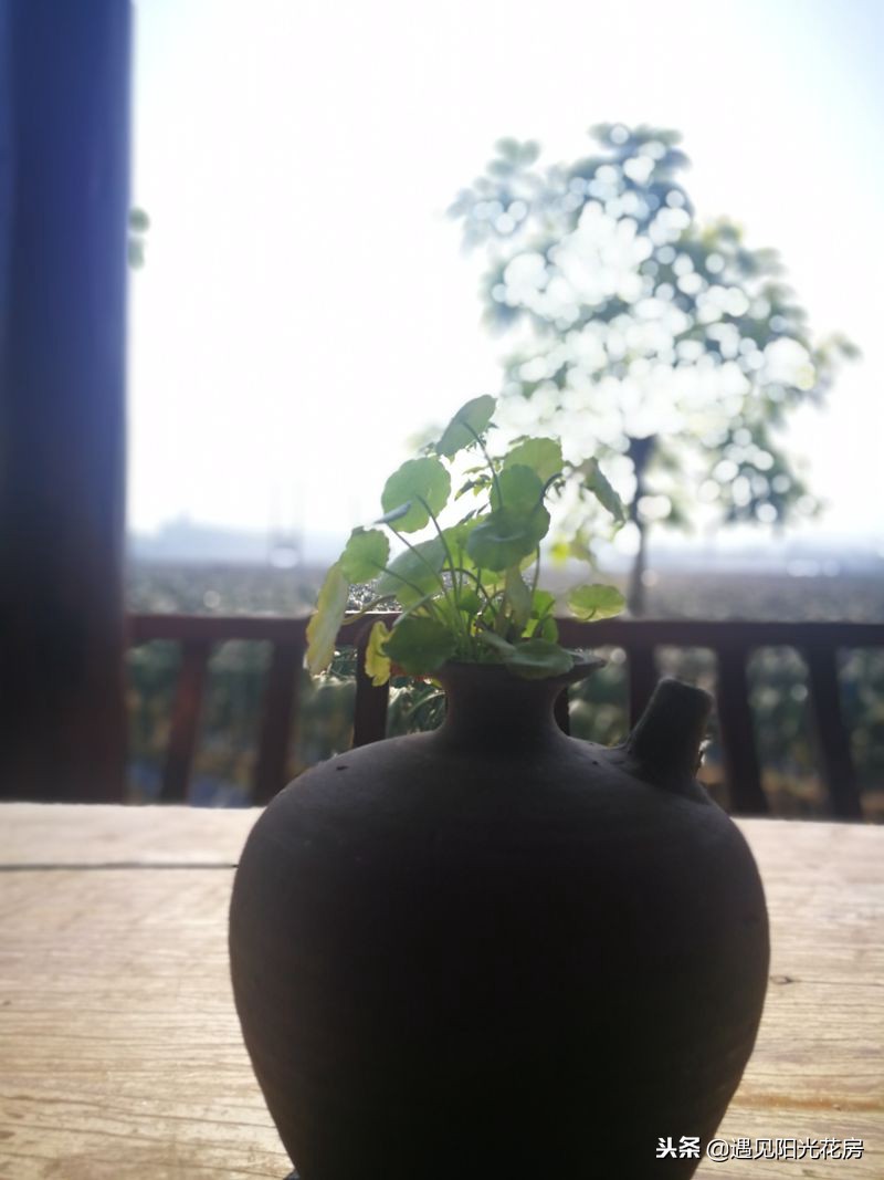 小茶壶水培铜钱草,戴着“小铜钱帽”太有艺术感了!