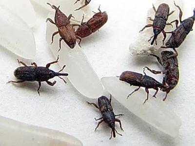 吞噬可恶的奶牛,对付谷牛最有效的办法