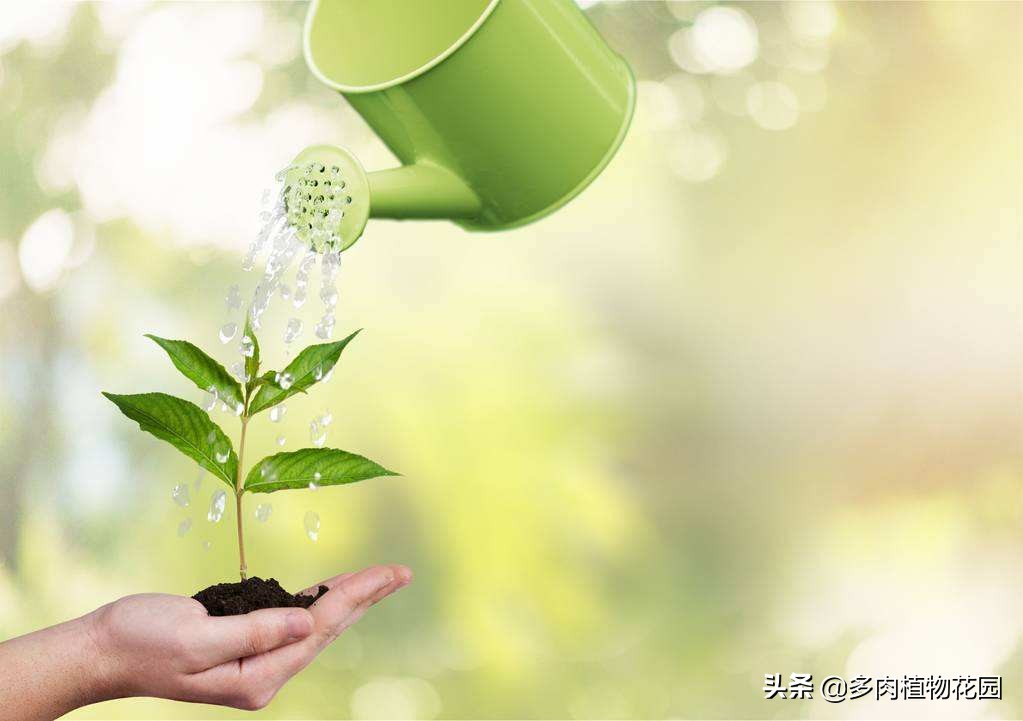 花卉招了小飞虫不用怕,这样处理,飞虫不见了