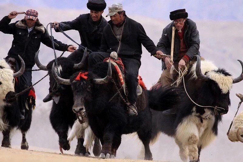 走马春季追花线|春漫*疆新**，牧笛声声中的杏花村