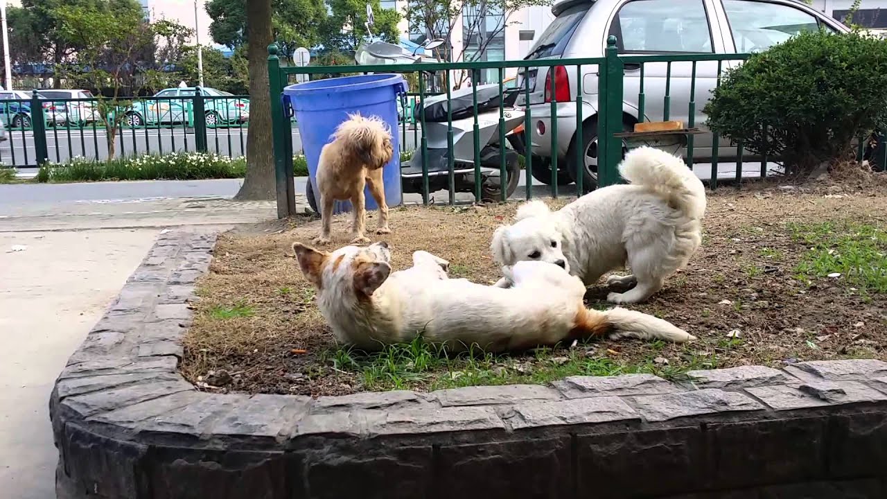 母狗生理期吃什么药干预,母狗生理期怎么避免子宫蓄脓