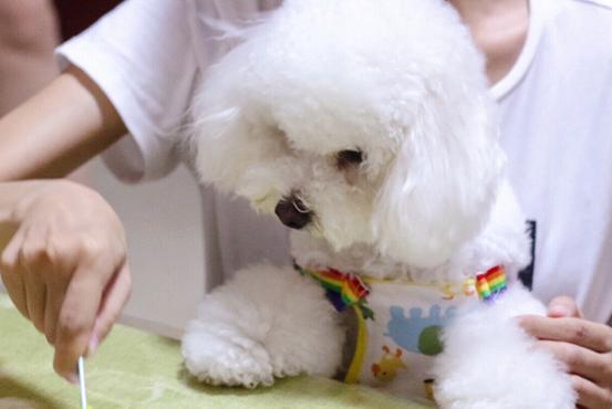 如果比熊随便大小便怎么办,比熊一天排便几次正常