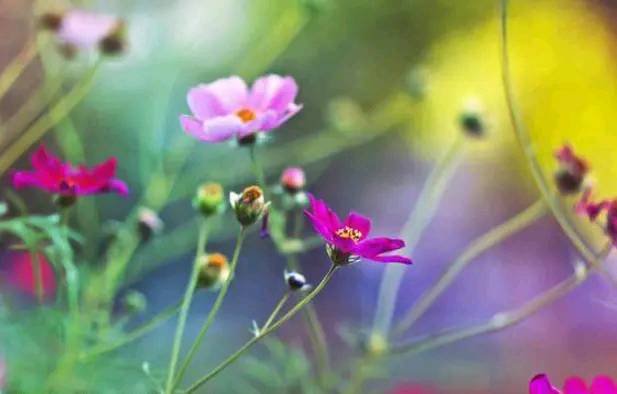 努力是一种心态与年龄无关壁纸,爱美是一种生活态度与年龄无关