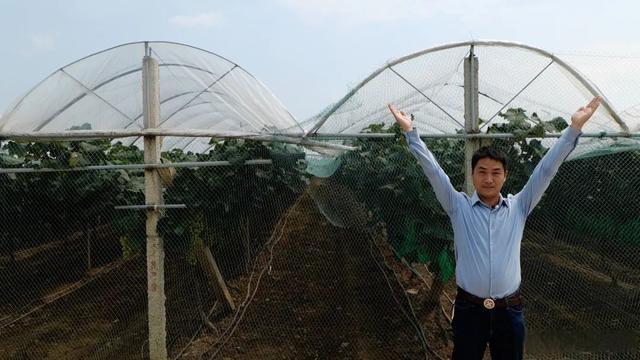 农村种植葡萄一年收入,80后小伙创业种葡萄