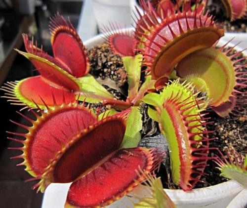 养什么植物能驱赶蚊子苍蝇,家里养盆栽会有小蚊子吗