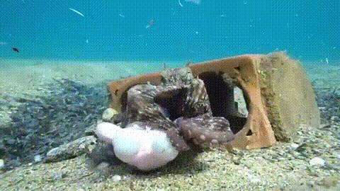 巨型大章鱼到底有多恐怖,世界上最恐怖的章鱼长什么样子