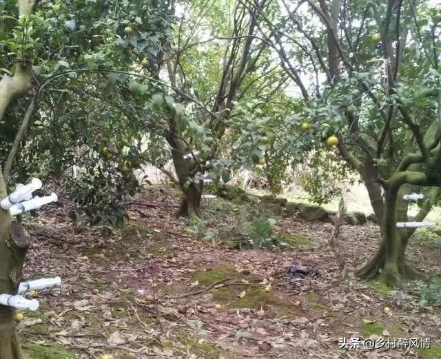 泰国红黑胶囊能治黄龙病吗,黑红胶囊可以治黄龙病吗