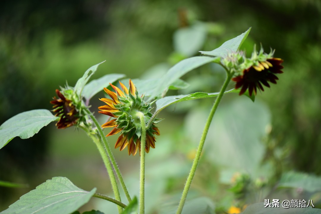 这个夏天我在花园里种向日葵|园丁