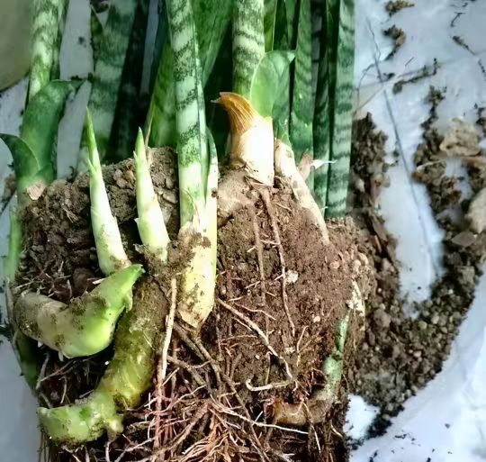 十大最好养的绿萝花,九种养不死的花