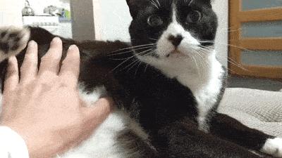 猫咪肠胃不好时可以吃的猫粮,猫咪肠胃有问题治疗需要花费多少