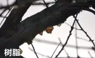 为什么车漆要做镀晶,车漆镀晶优点