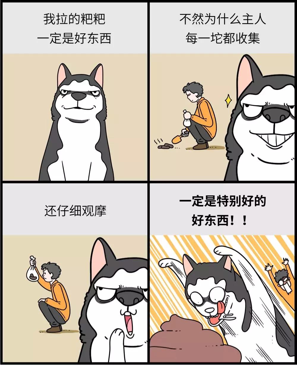 养狗和养猫的区别太真实了,养狗和养猫的五大区别
