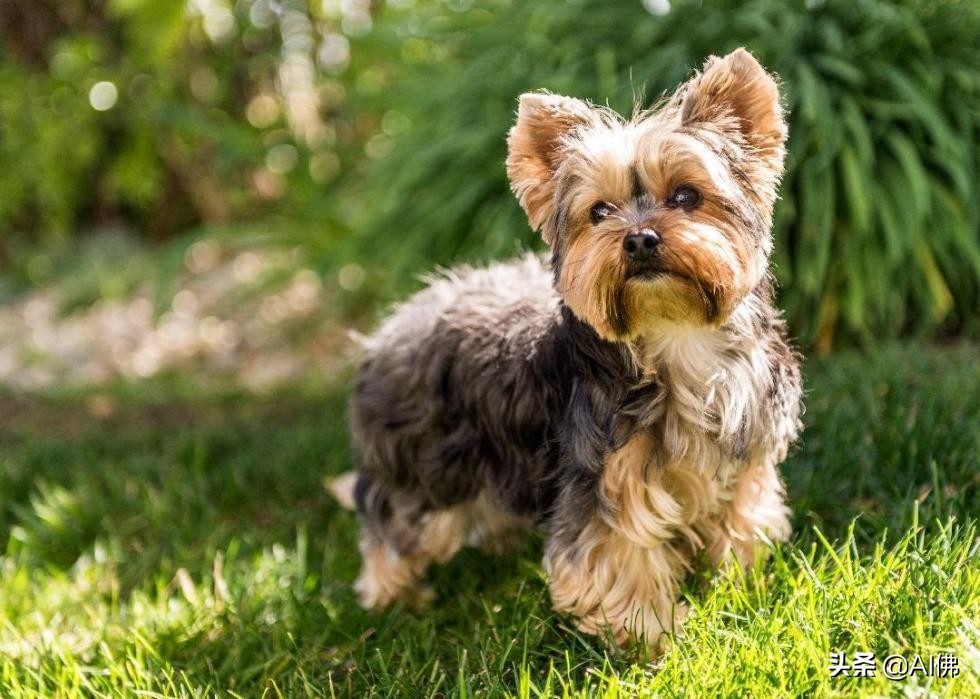 中国犬种起源与进化,比熊犬犬种起源