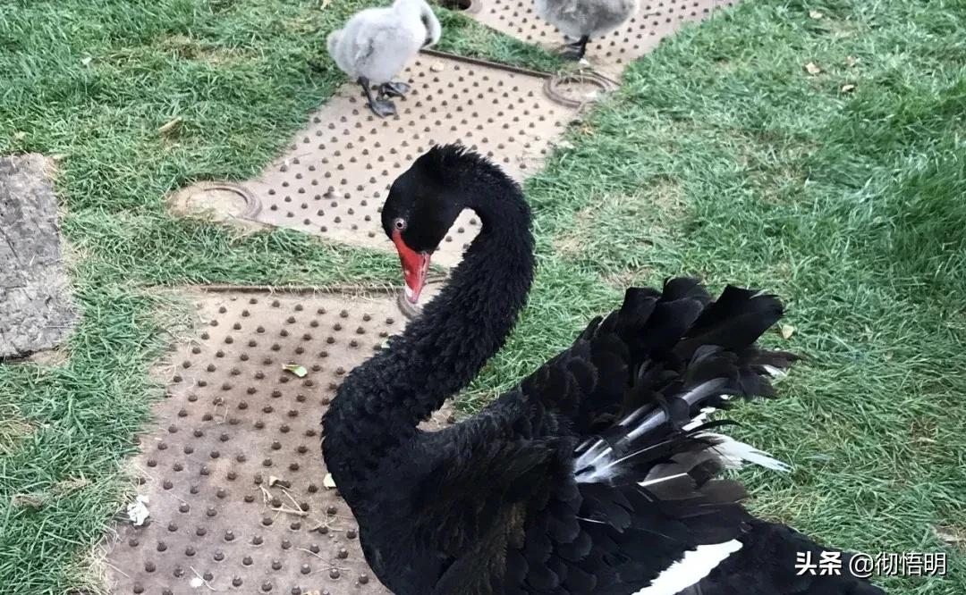 小奈良景区,北京小奈良紫玉山庄