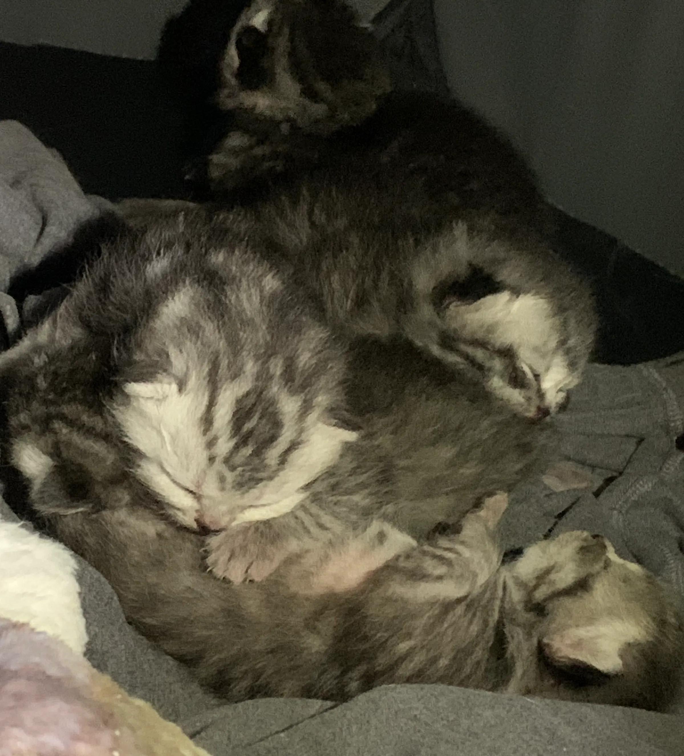 猫咪产前产后注意什么,猫咪产前做几次产检